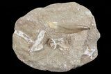 Fossil Plesiosaur (Zarafasaura) Tooth In Sandstone - Morocco #70316-1